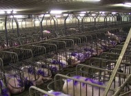 Gericht bestätigt: Berufsverbot für Schweinemäster Straathof
