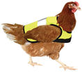 Chicken_hi_vis_jacket_yellow_chicken