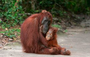 Bornean orang utan {Pongo pygmaeus}, mother and young, Kalimantan, Borneo, Indonesia.