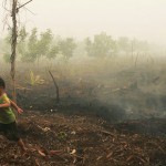 Abgebrannter Torfwald in Indonesien, Zentral-Kalimantan © Wetlands Intern.