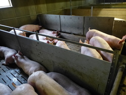 In älteren Ställen werden Schweine in sogenannten "Buchten" gehalten.