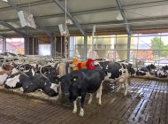 Tiergerechte Milchviehhaltung,Tierwohl, Stallbau und der Fortschritt