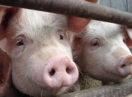 Die Ohnmacht der Schweine, 25 Strafanzeigen und ihre Chancen