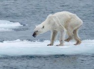 G20, bitte ändern – Eisbären verhungern, aber Kühe in der Wüste…