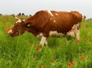 Kühe naturstoned, Milch bestens, Käse ausgezeichnet – „Haus Bollheim“, alles in gutem Rhythmus!