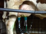 Von Kuh bis Küche: Kontrollverlust im System der Milchviehhaltung